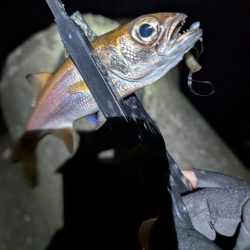 陸っぱり釣行記