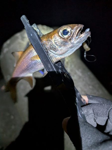 陸っぱり釣行記
