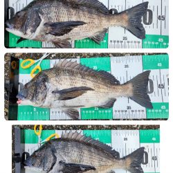 市内河川チニング