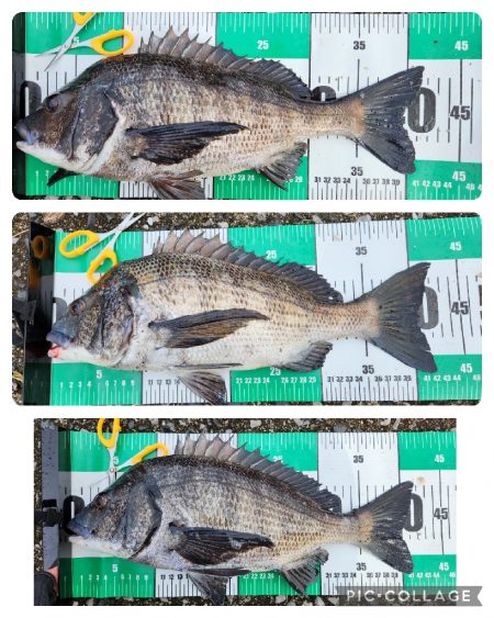 市内河川チニング