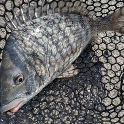 広島冬チニング