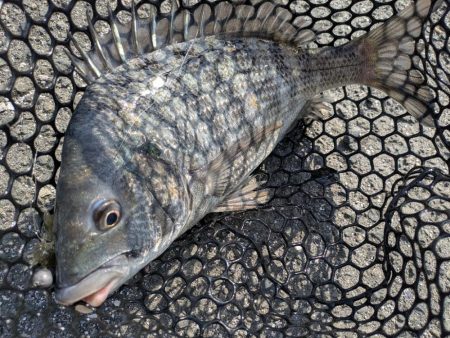 広島冬チニング