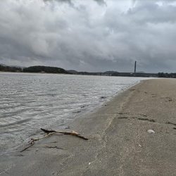 キビレが釣れました!