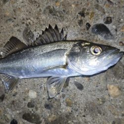 メバル釣果上向き