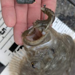 広島チニングでドデカカレイ！