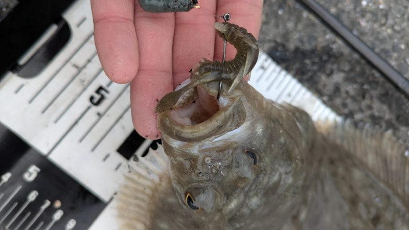 広島チニングでドデカカレイ！