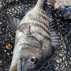 大寒波チニング