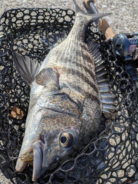 大寒波チニング