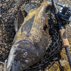 広島チニング 久しぶりにツ抜け！