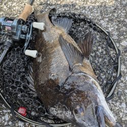 広島敷石チニング〜触角フック無双〜