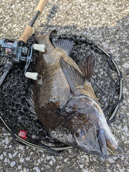 広島敷石チニング〜触角フック無双〜
