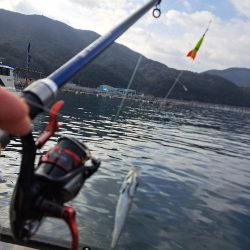 久しぶりの入れ食い