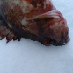 カサゴ1匹のみ…