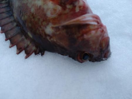 カサゴ1匹のみ…