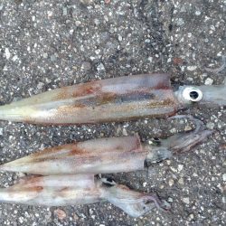 今シーズン初ヤリイカ　3杯！