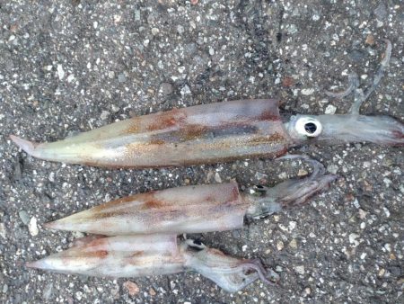 今シーズン初ヤリイカ　3杯！