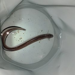 でかいアイナメを求めて