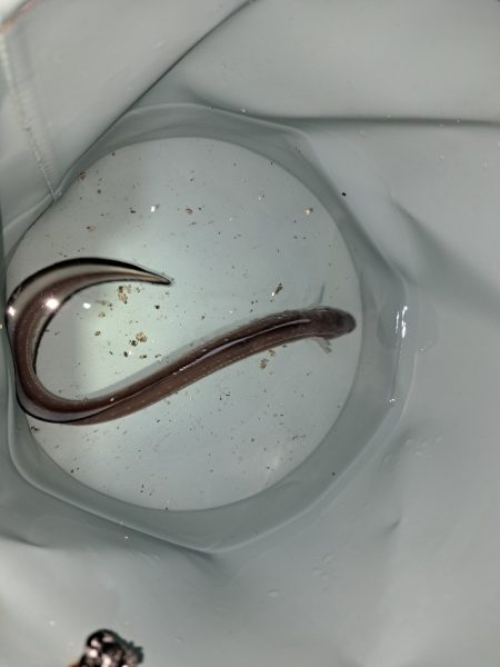 でかいアイナメを求めて