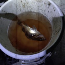 癒し、、、否、極寒のメバル