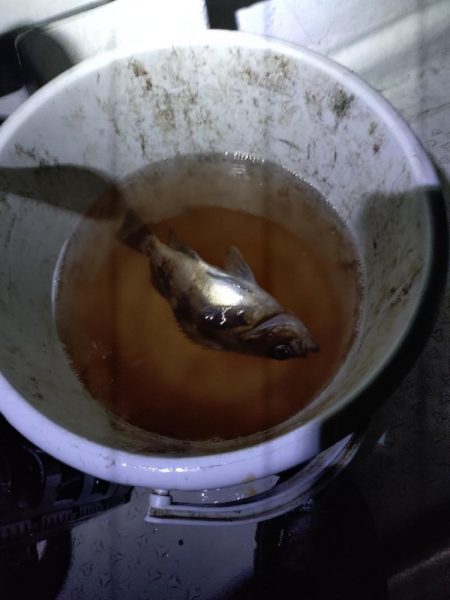 癒し、、、否、極寒のメバル