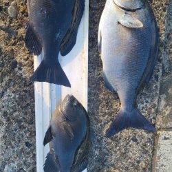 和歌山市江（吉丸渡船）でグレ釣り