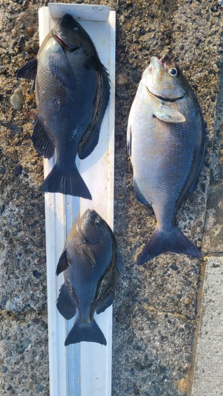 和歌山市江（吉丸渡船）でグレ釣り