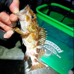 鯵道5G_72Hでフロートアジングに初挑戦