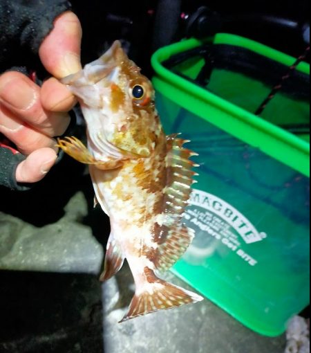 鯵道5G_72Hでフロートアジングに初挑戦