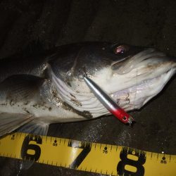 今年初シーバス釣行で…