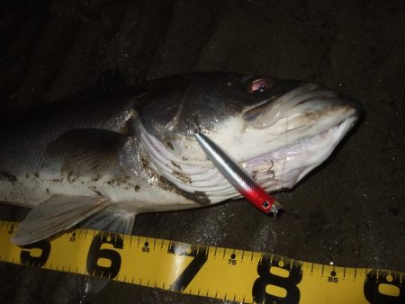 今年初シーバス釣行で…