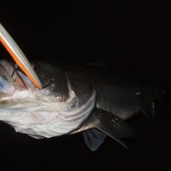 ボラが増えてきた