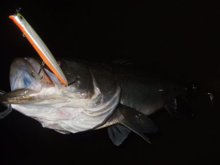 ボラが増えてきた