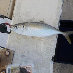 メバルサビキ第2戦