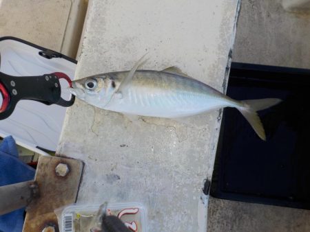 メバルサビキ第2戦