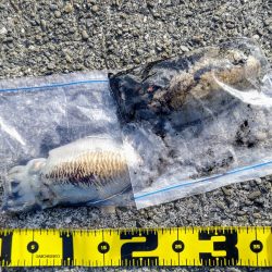 コウイカエギングえ