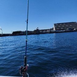 カットウフグ☆えさ政より