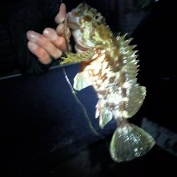 今年初のサゴシ