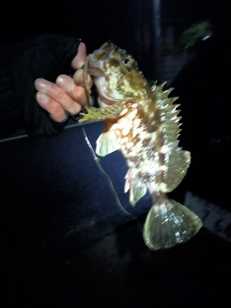 今年初のサゴシ