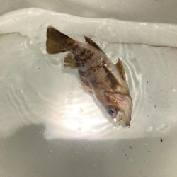 極寒のウキ釣り