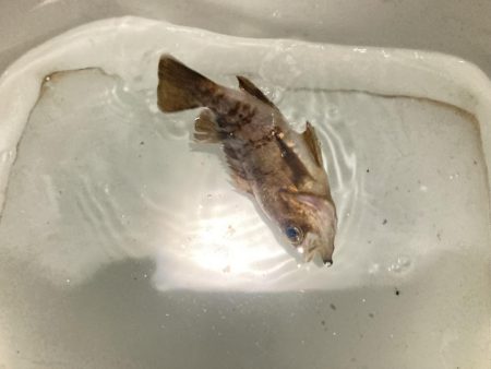 極寒のウキ釣り