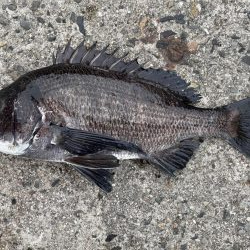 イチノ兄弟、釣果!