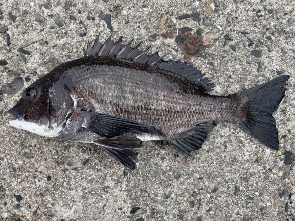 イチノ兄弟、釣果!