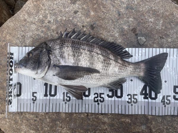 イチノ兄弟、釣果！