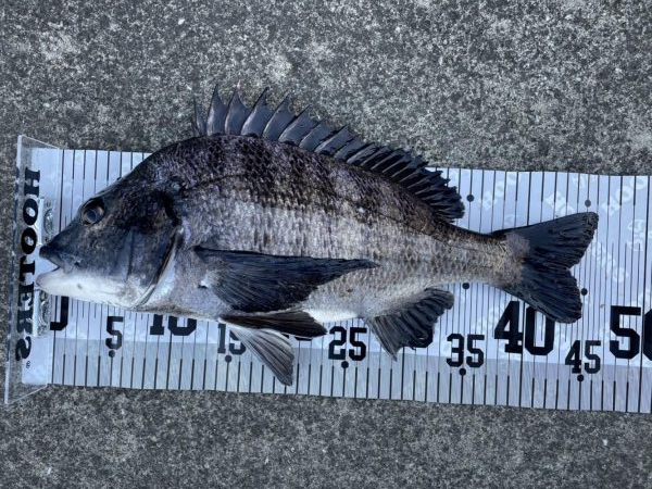 イチノ兄弟、釣果！