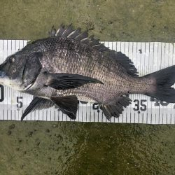 イチノ兄弟、釣果！