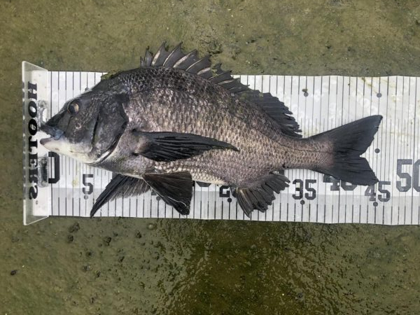 イチノ兄弟、釣果！