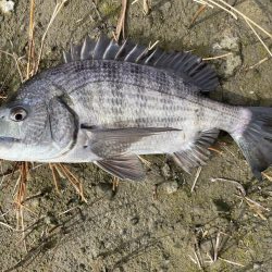 イチノ兄弟、釣果!