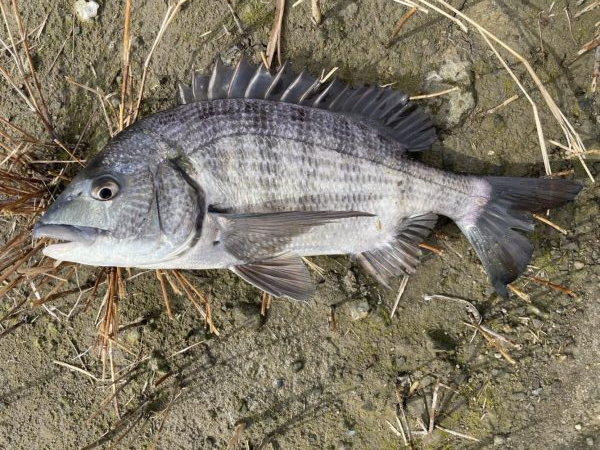 イチノ兄弟、釣果!