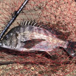 イチノ兄弟、釣果!