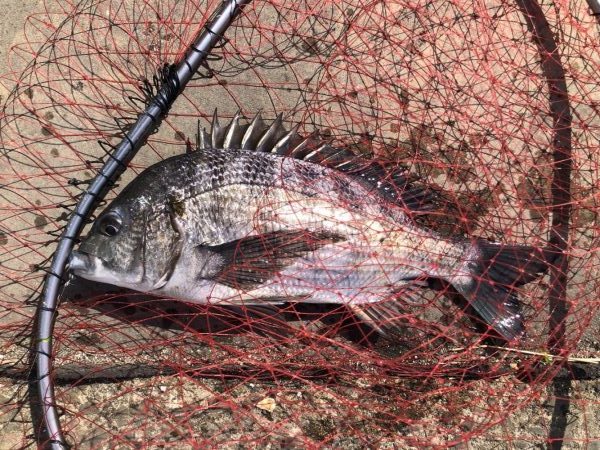 イチノ兄弟、釣果!